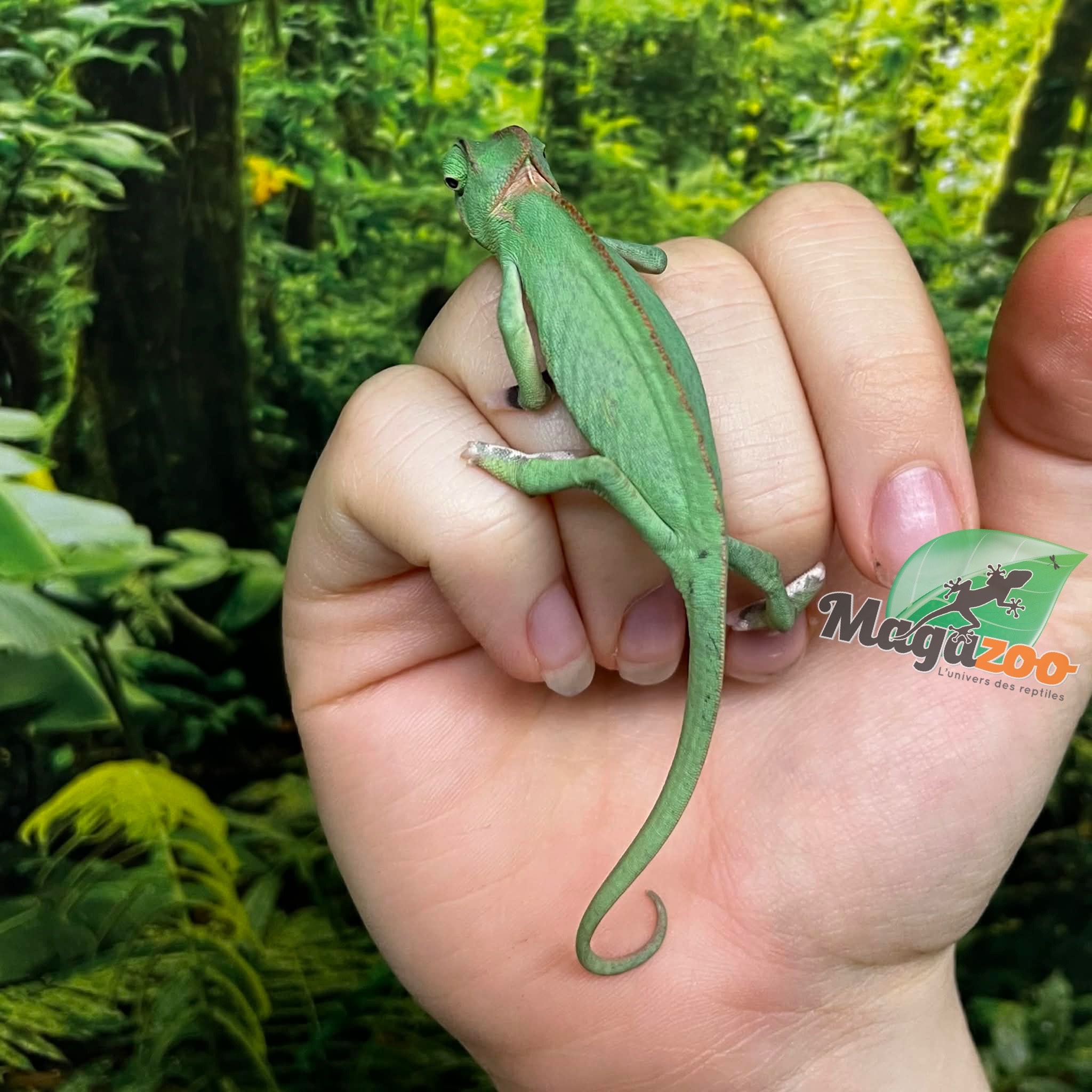 Magazoo Low Translucent Male Veiled Chameleon #1