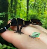 Magazoo Baby Chinese cave gecko #1