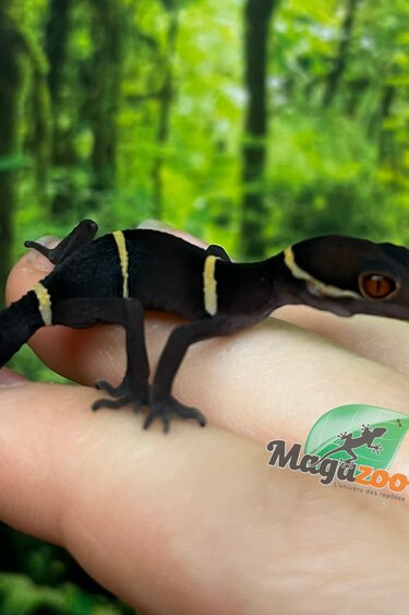 Magazoo Baby Chinese cave gecko #1