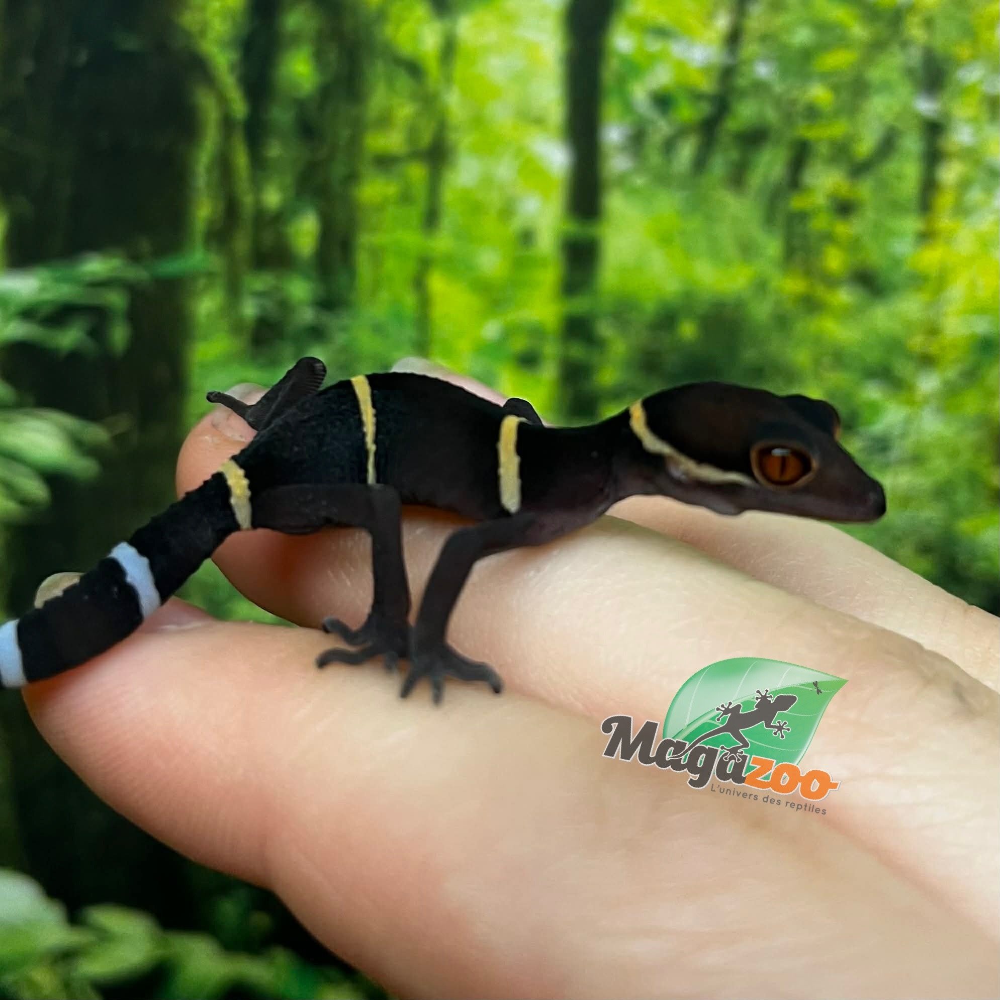 Magazoo Baby Chinese cave gecko #1
