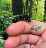 Magazoo Baby Chinese cave gecko #1