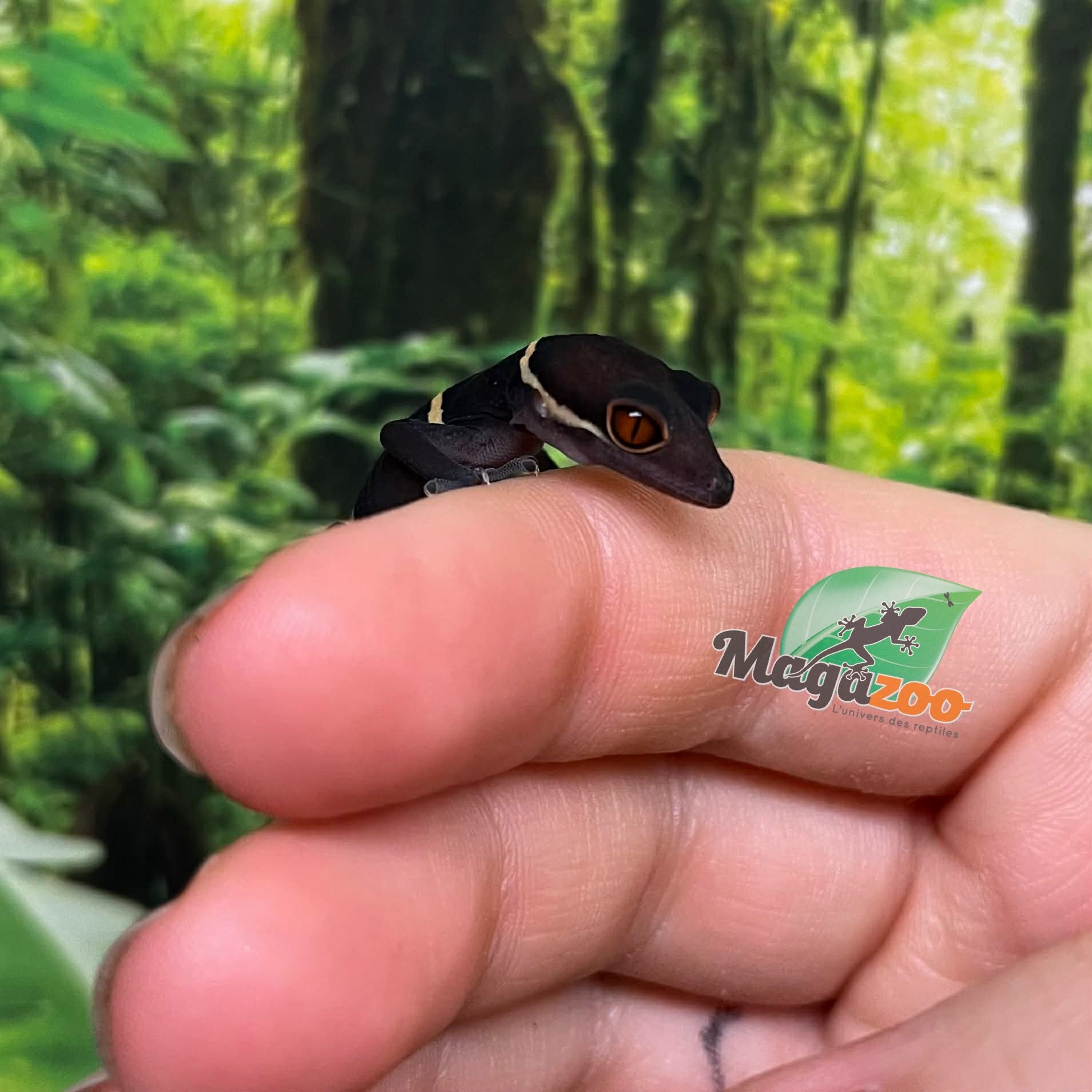 Magazoo Gecko chinois des cavernes bébé #1