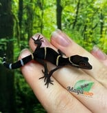 Magazoo Baby Chinese cave gecko #1