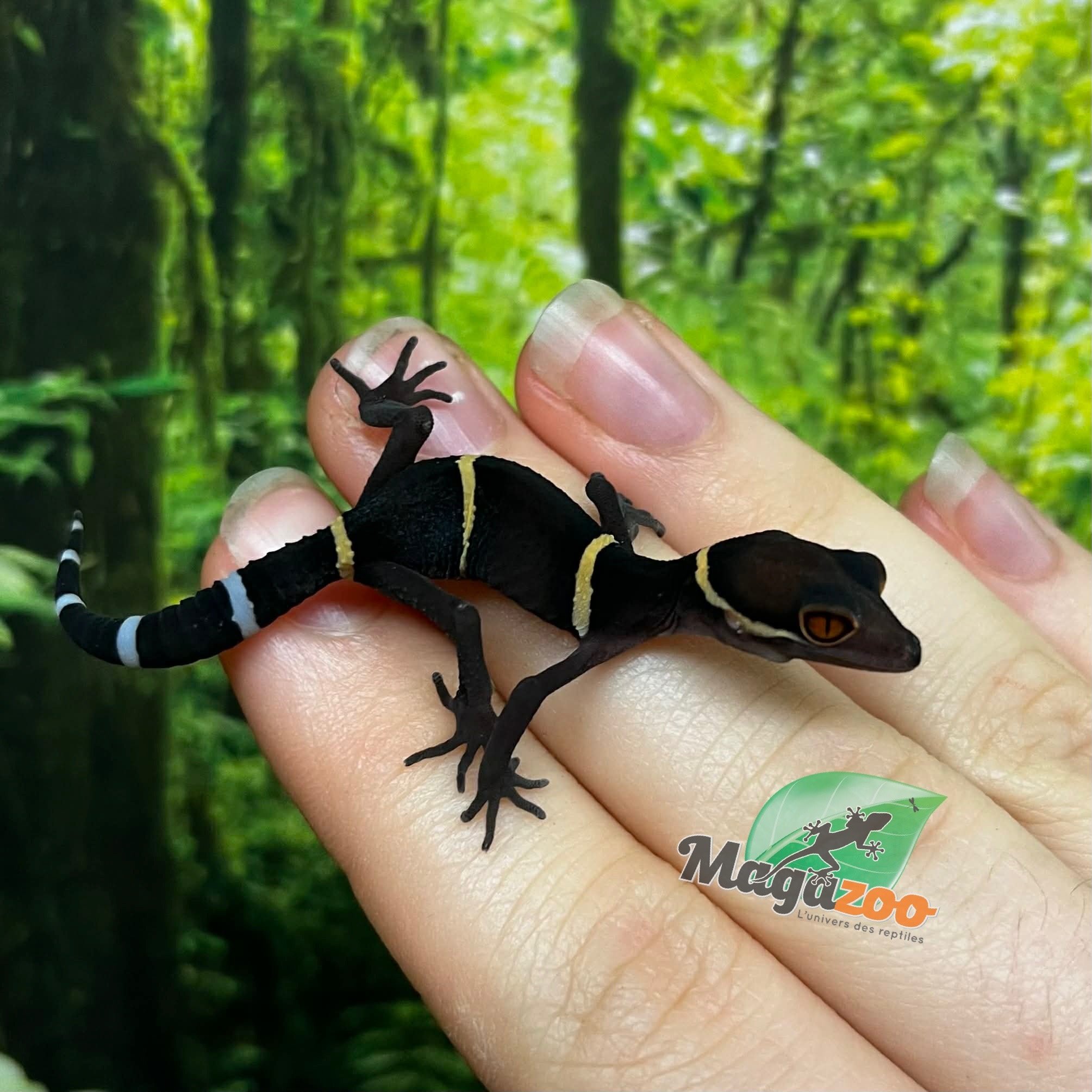 Magazoo Baby Chinese cave gecko #1