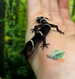 Magazoo Gecko chinois des cavernes bébé #2