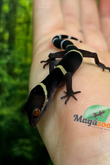 Magazoo Gecko chinois des cavernes bébé #2