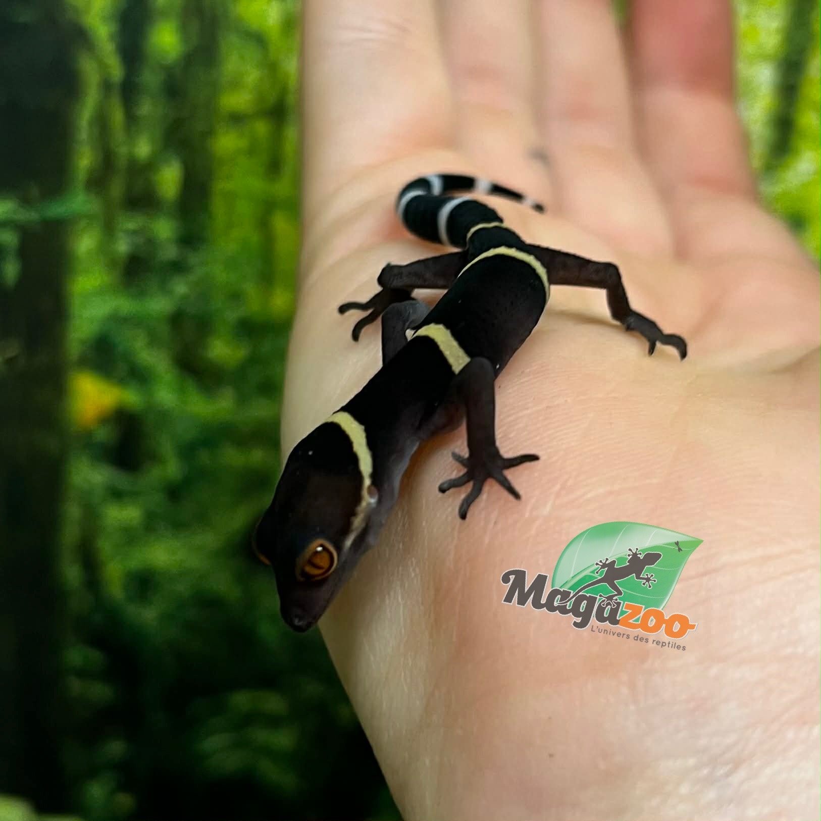 Magazoo Gecko chinois des cavernes bébé #2