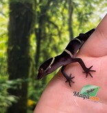 Magazoo Gecko chinois des cavernes bébé #2