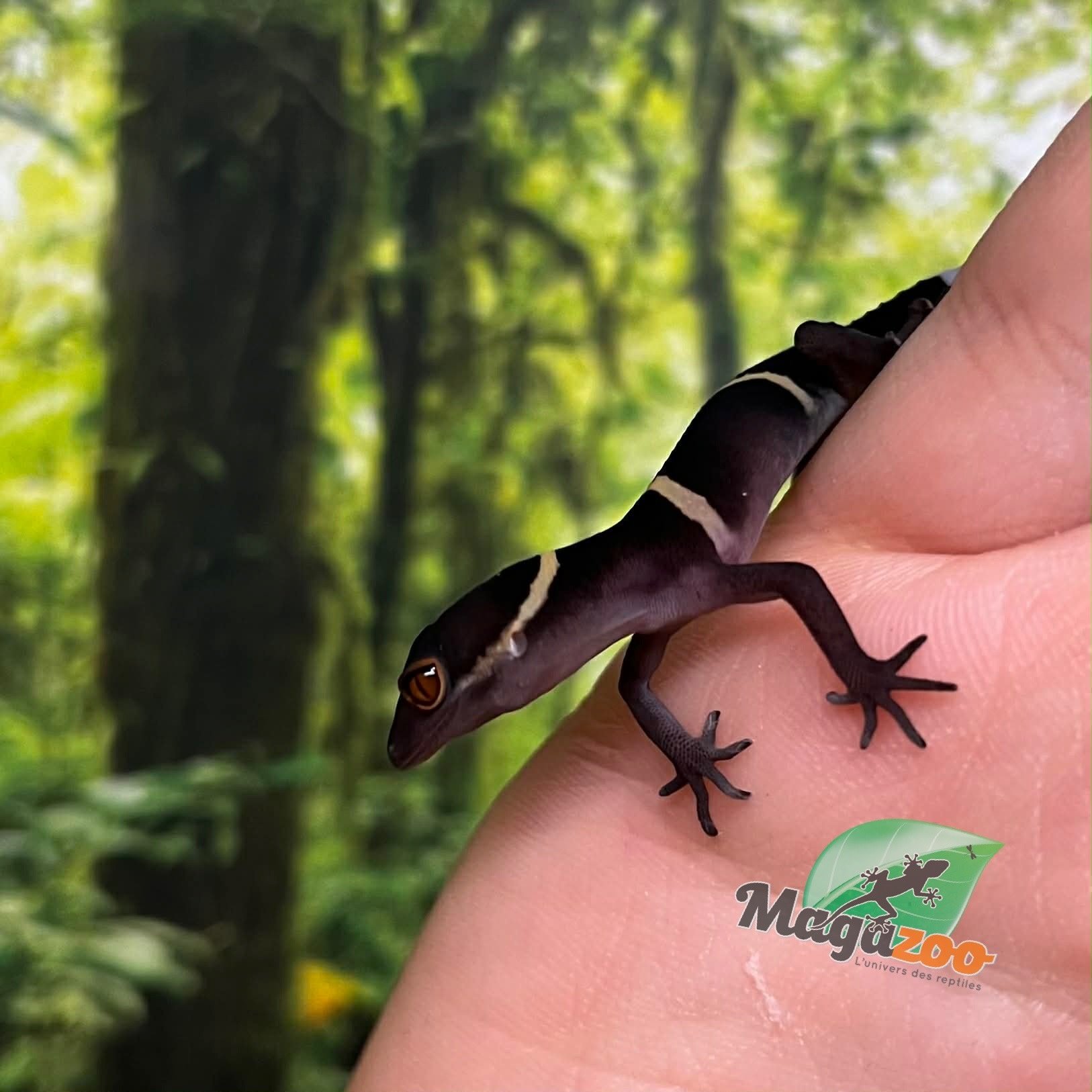 Magazoo Gecko chinois des cavernes bébé #2