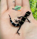 Magazoo Baby Chinese cave gecko #2