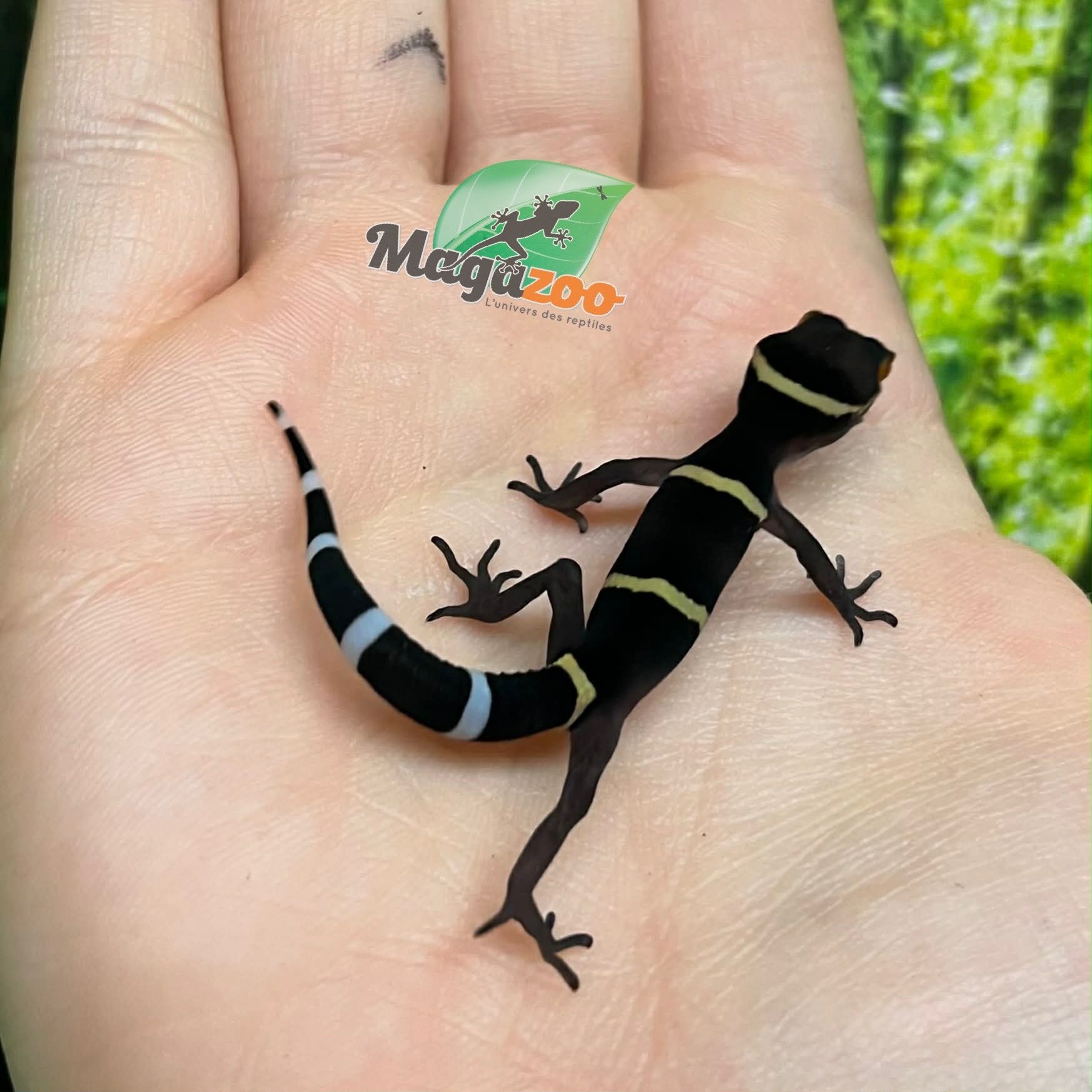 Magazoo Baby Chinese cave gecko #2