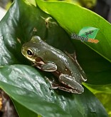 Magazoo Snowflake White's tree frog (Captive Bred and Born) #4