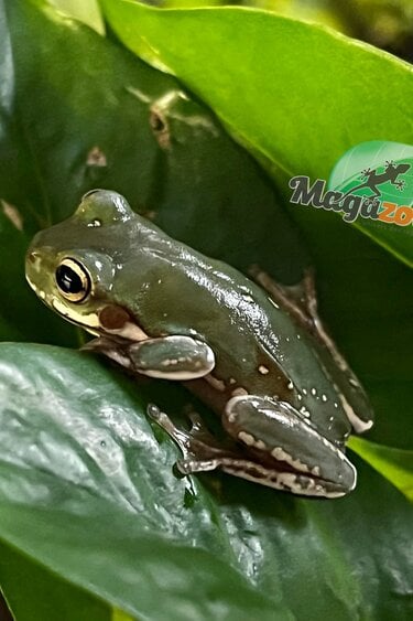 Magazoo Snowflake White's tree frog (Captive Bred and Born) #4