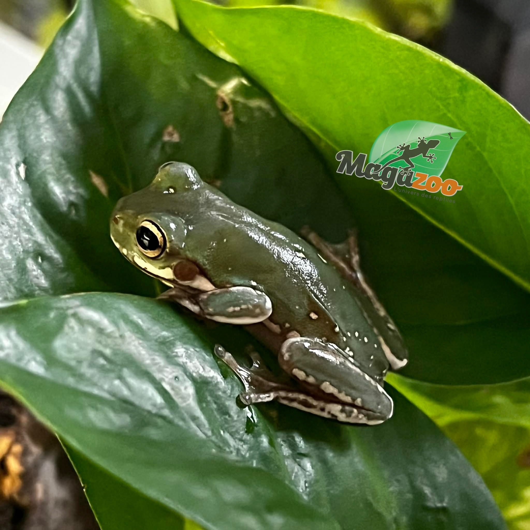 Magazoo Snowflake White's tree frog (Captive Bred and Born) #4