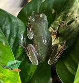 Magazoo Snowflake White's tree frog (Captive Bred and Born) #4
