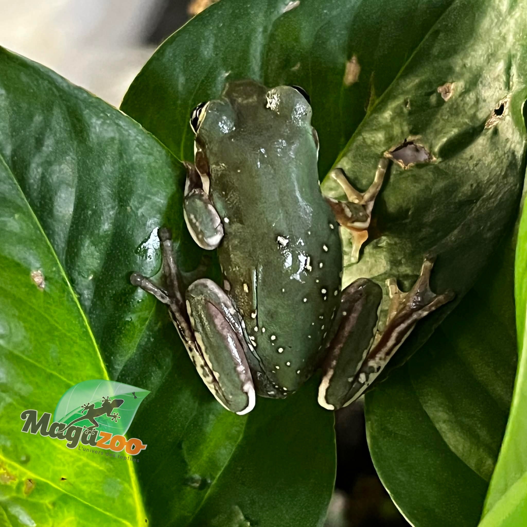 Magazoo Snowflake White's tree frog (Captive Bred and Born) #4