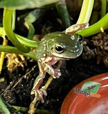 Magazoo Snowflake White's tree frog (Captive Bred and Born) #4