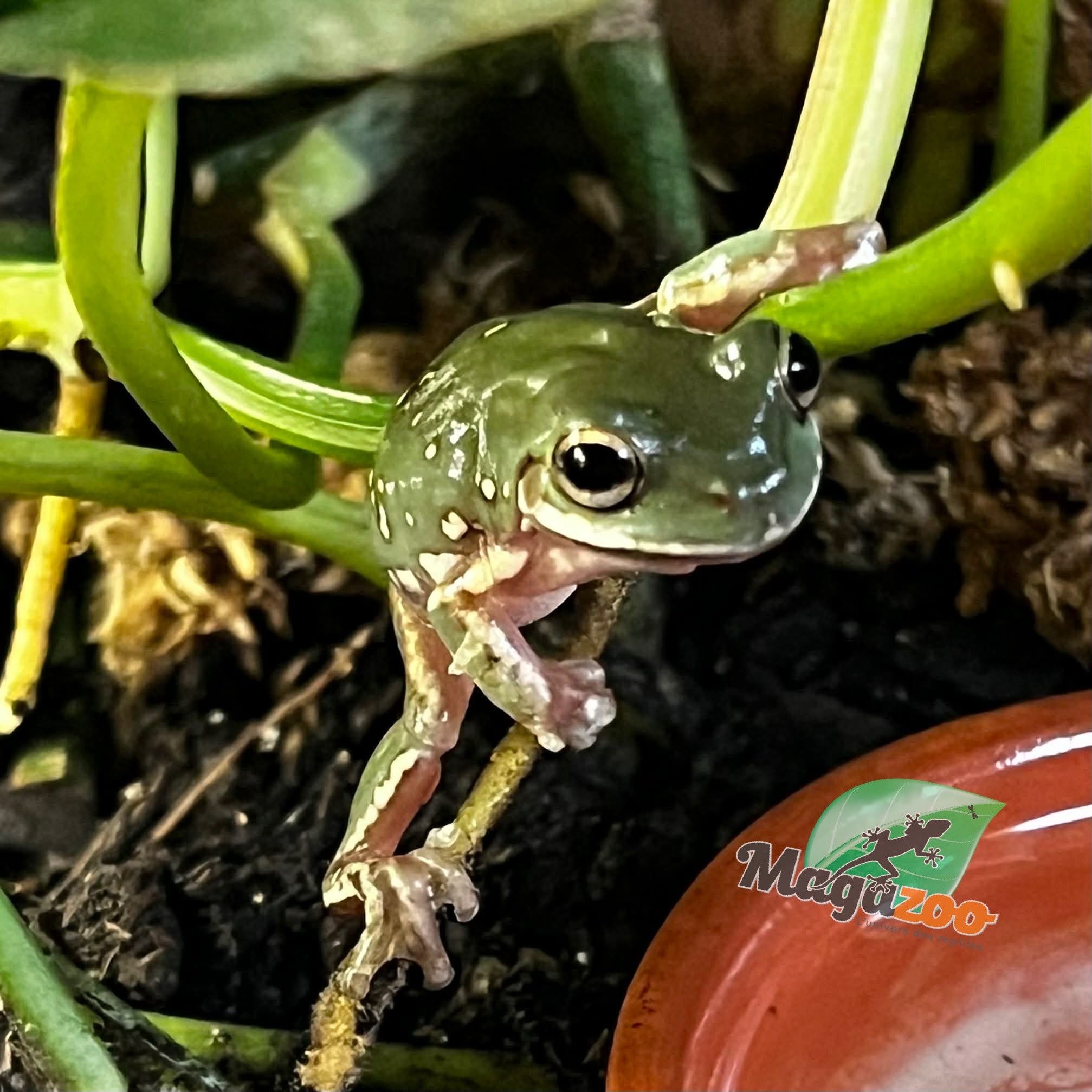 Magazoo Snowflake White's tree frog (Captive Bred and Born) #4