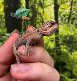 Magazoo Baby Male High Red Translucent Bearded dragon #4