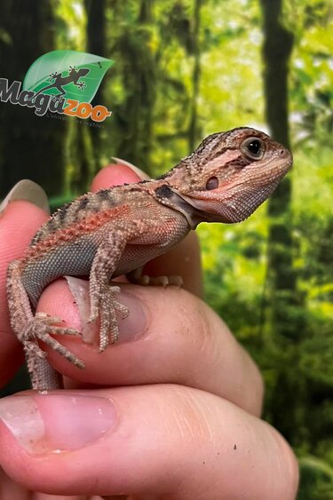 Magazoo Dragon barbu rouge translucide #4 Bébé Mâle (High red translucent)