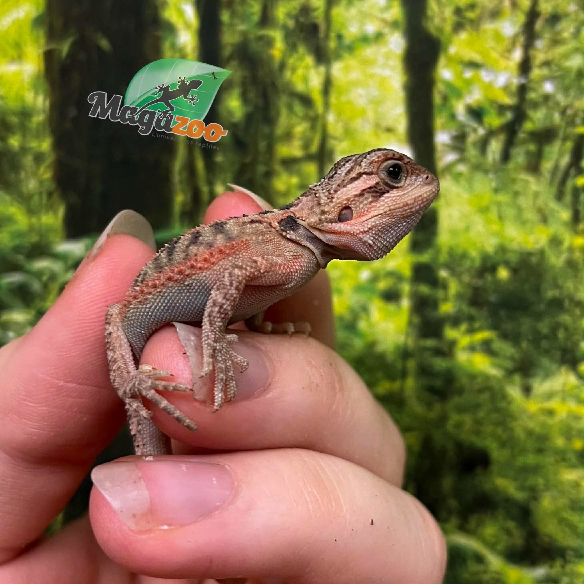 Magazoo Baby Male High Red Translucent Bearded dragon #4