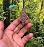 Magazoo Baby Male High Red Translucent Bearded dragon #4
