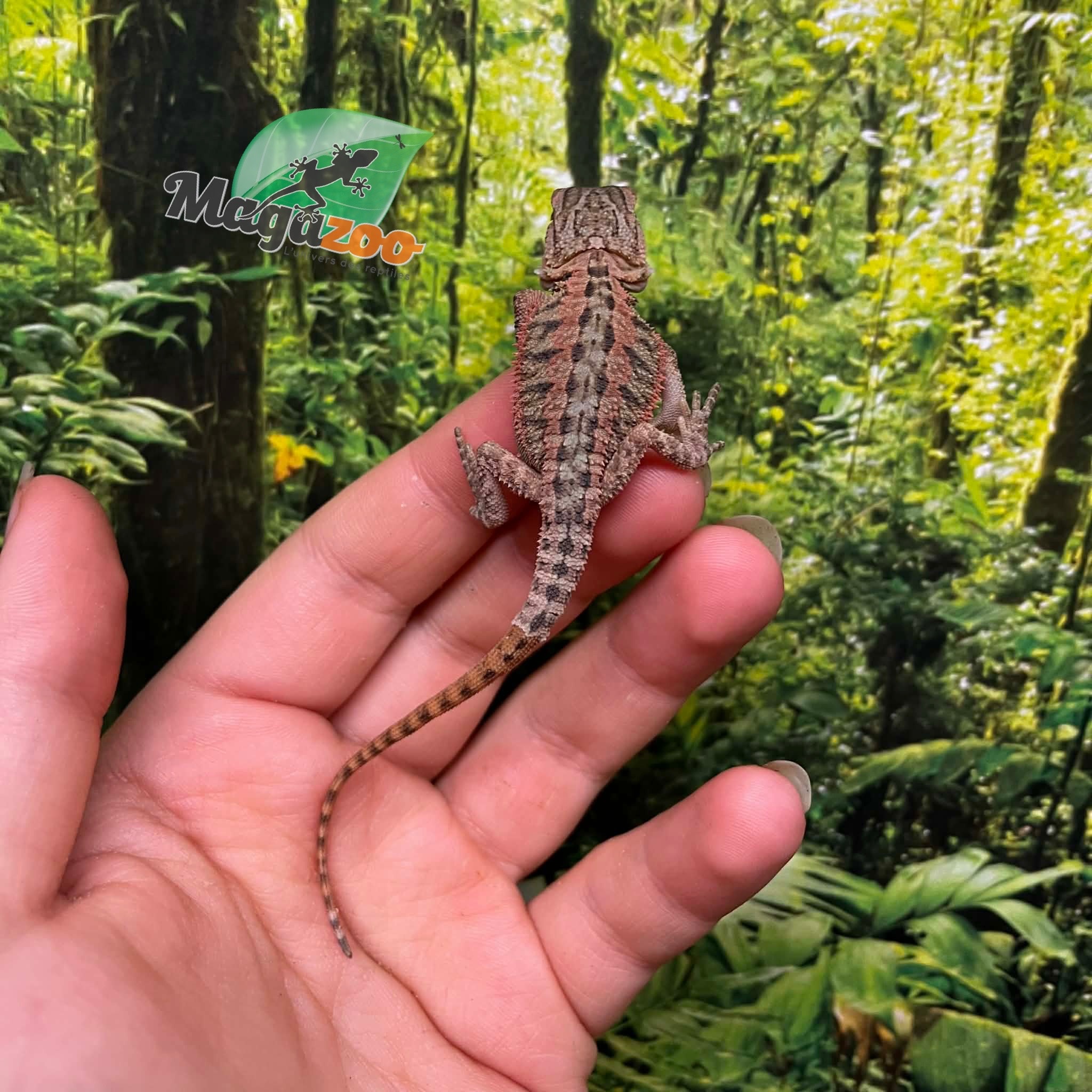 Magazoo Baby Male High Red Translucent Bearded dragon #4