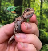 Magazoo Baby Male High Red Translucent Bearded dragon #4