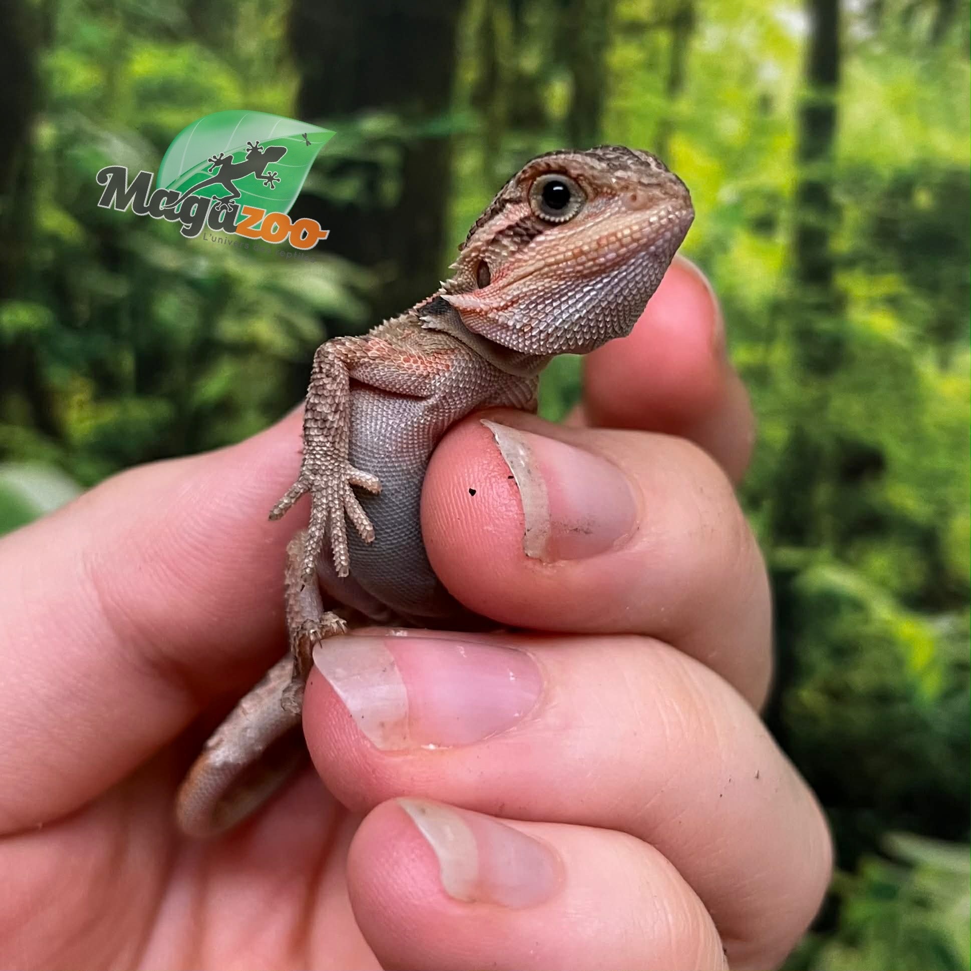 Magazoo Baby Male High Red Translucent Bearded dragon #4