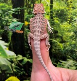 Magazoo Baby Male Red Bearded dragon #5