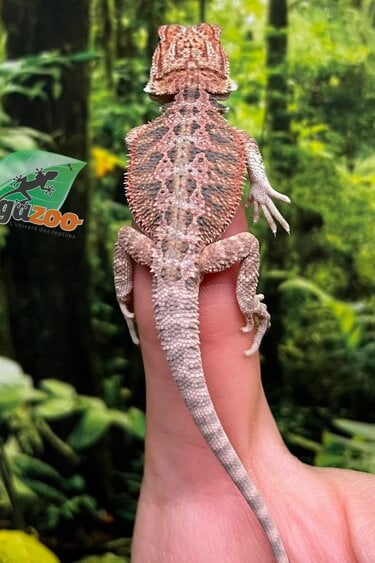 Magazoo Baby Male Red Bearded dragon #5