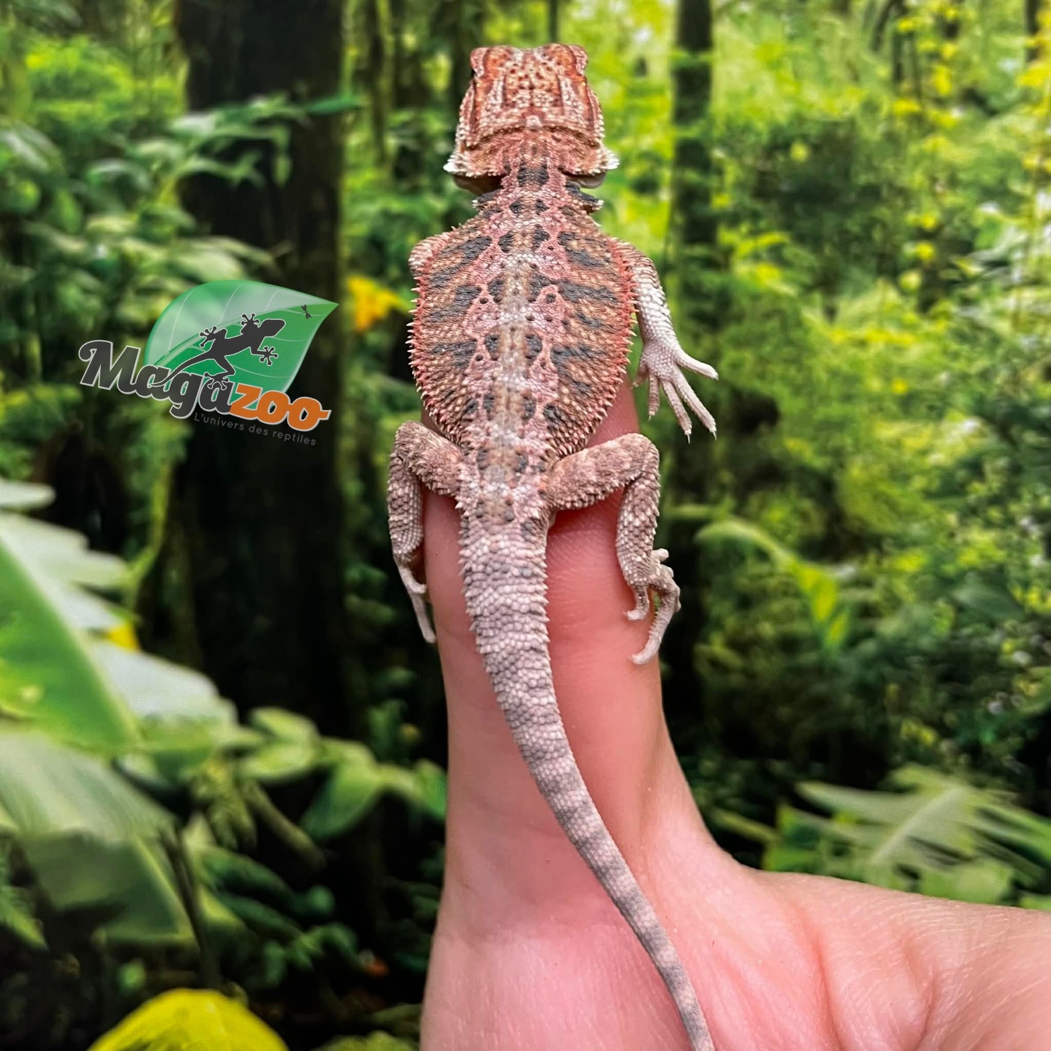 Magazoo Baby Male Red Bearded dragon #5