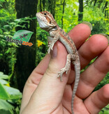 Magazoo Dragon barbu rouge  #5 Bébé Mâle