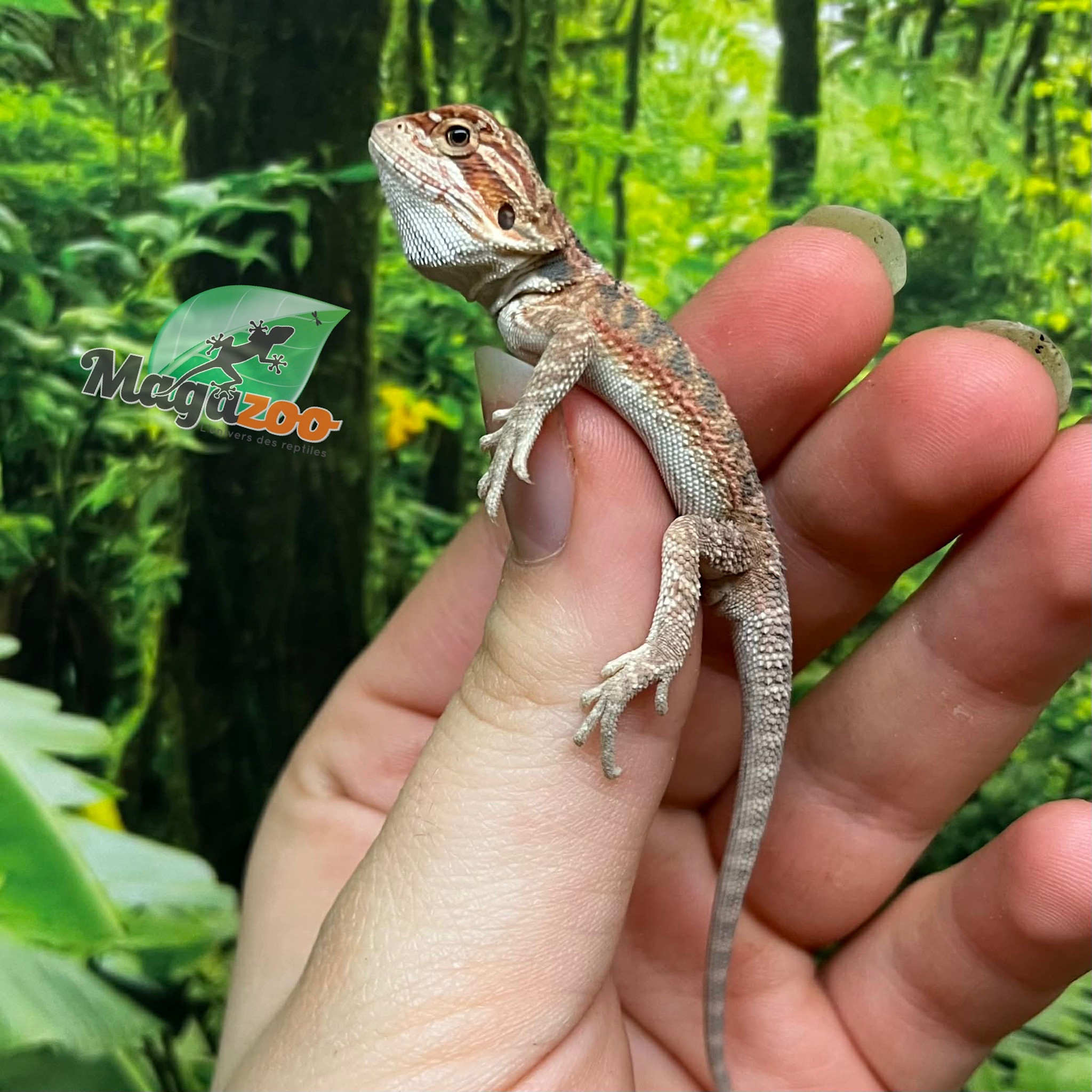 Magazoo Dragon barbu rouge  #5 Bébé Mâle