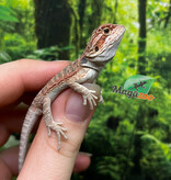 Magazoo Baby Male Red Bearded dragon #5