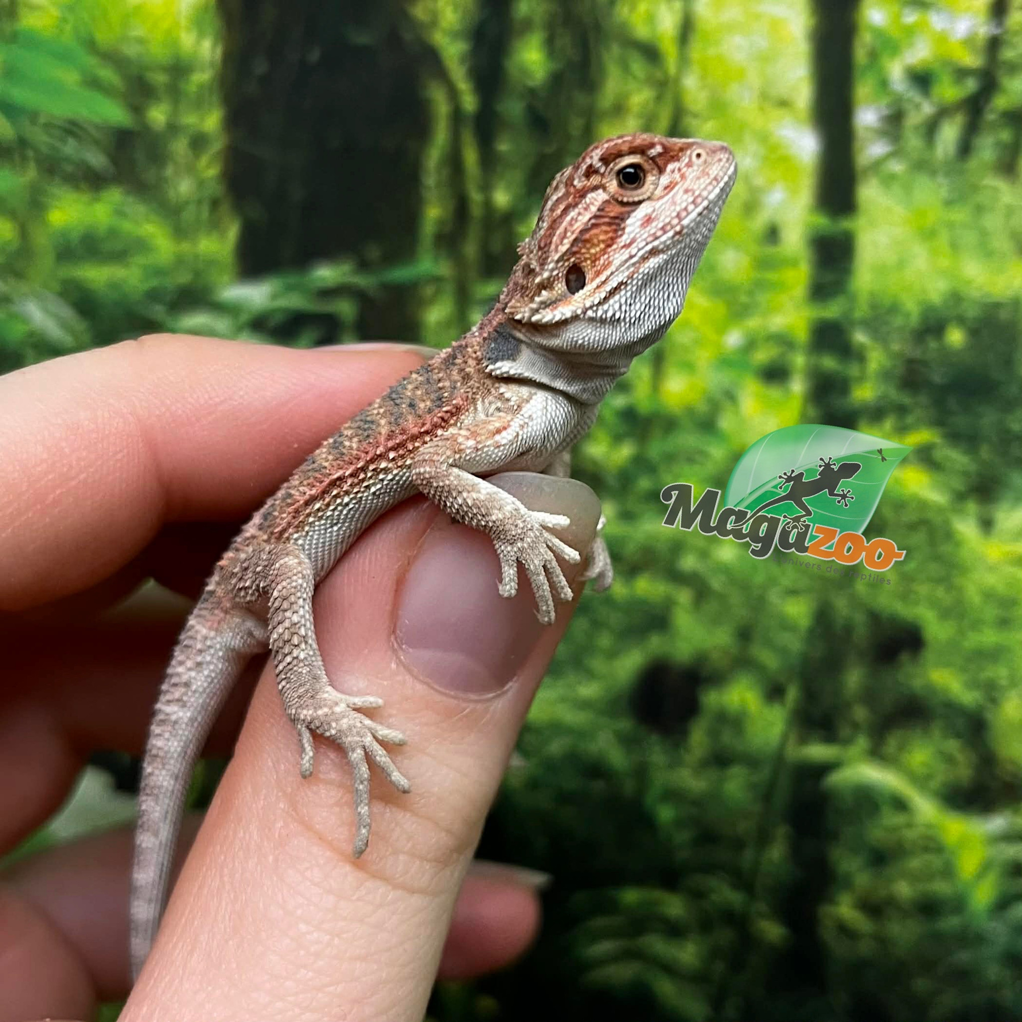 Magazoo Dragon barbu rouge  #5 Bébé Mâle