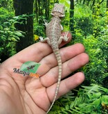 Magazoo Baby Male Red Bearded dragon #6