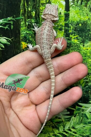 Magazoo Baby Male Red Bearded dragon #6