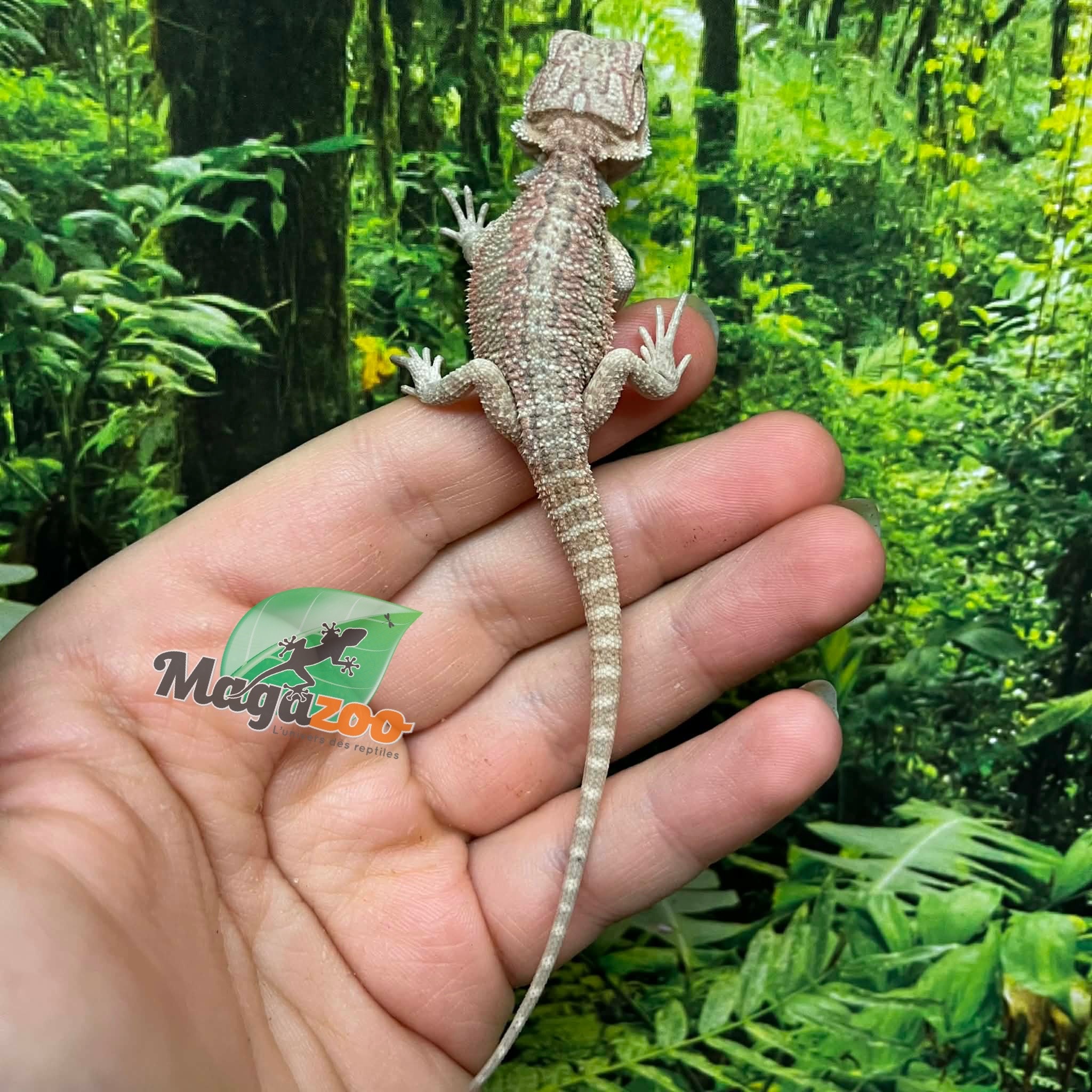 Magazoo Baby Male Red Bearded dragon #6