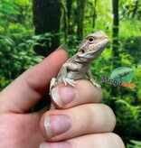 Magazoo Baby Male Red Bearded dragon #6