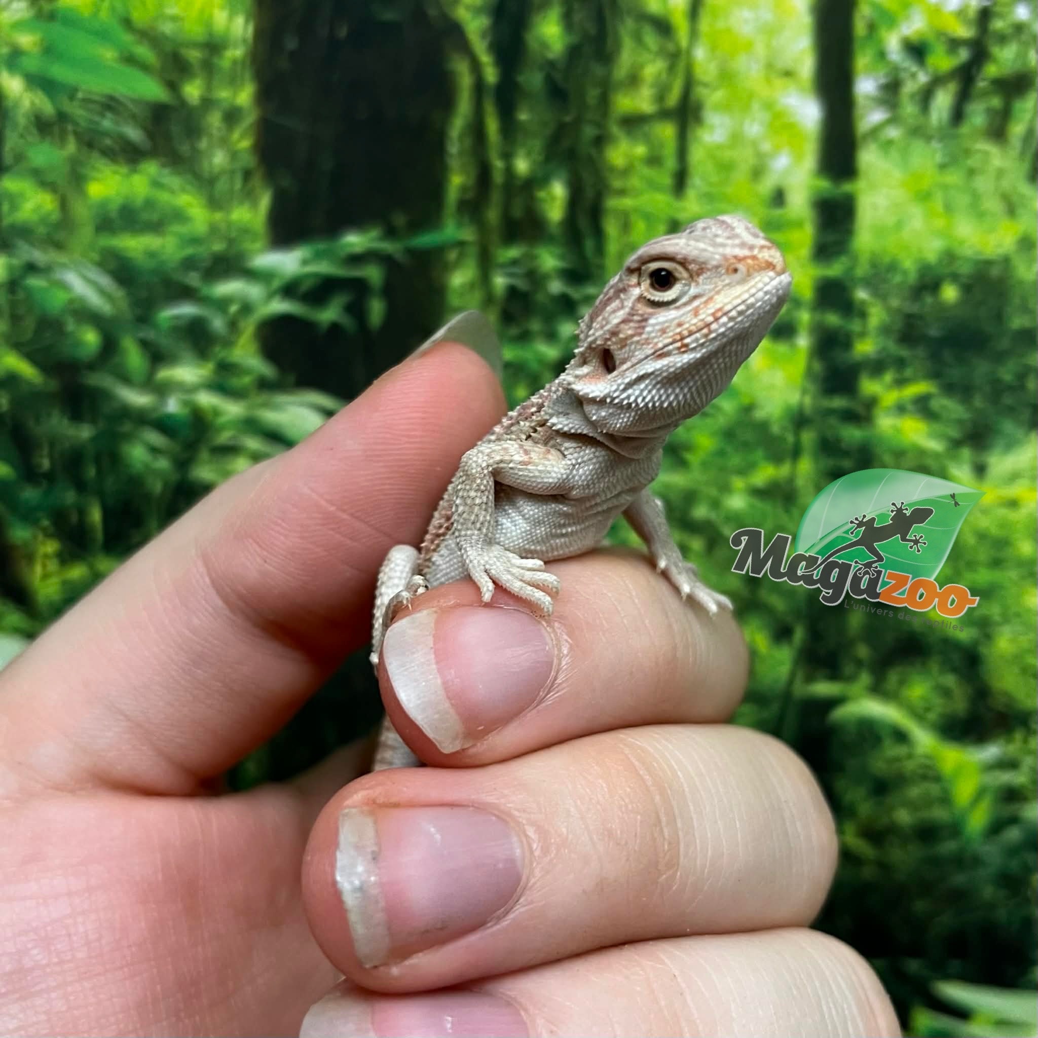 Magazoo Baby Male Red Bearded dragon #6