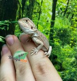 Magazoo Baby Male Red Bearded dragon #6