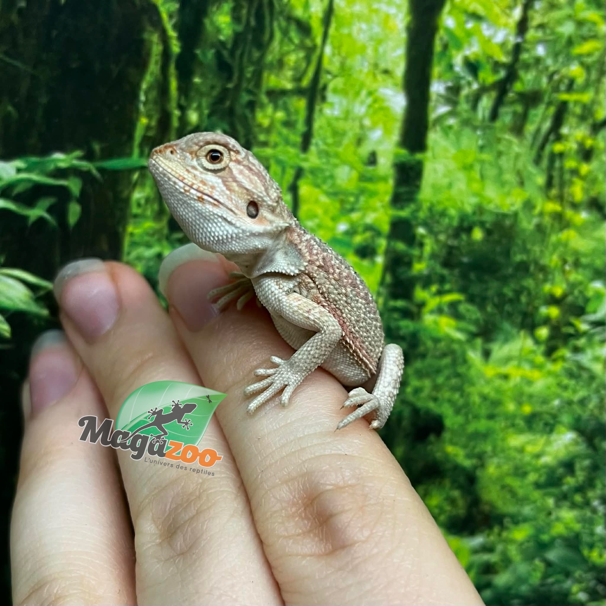 Magazoo Dragon barbu rouge Hypo  #6 Bébé Mâle