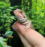 Magazoo Red Bearded dragon #8