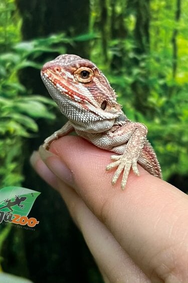 Magazoo Red Bearded dragon #8