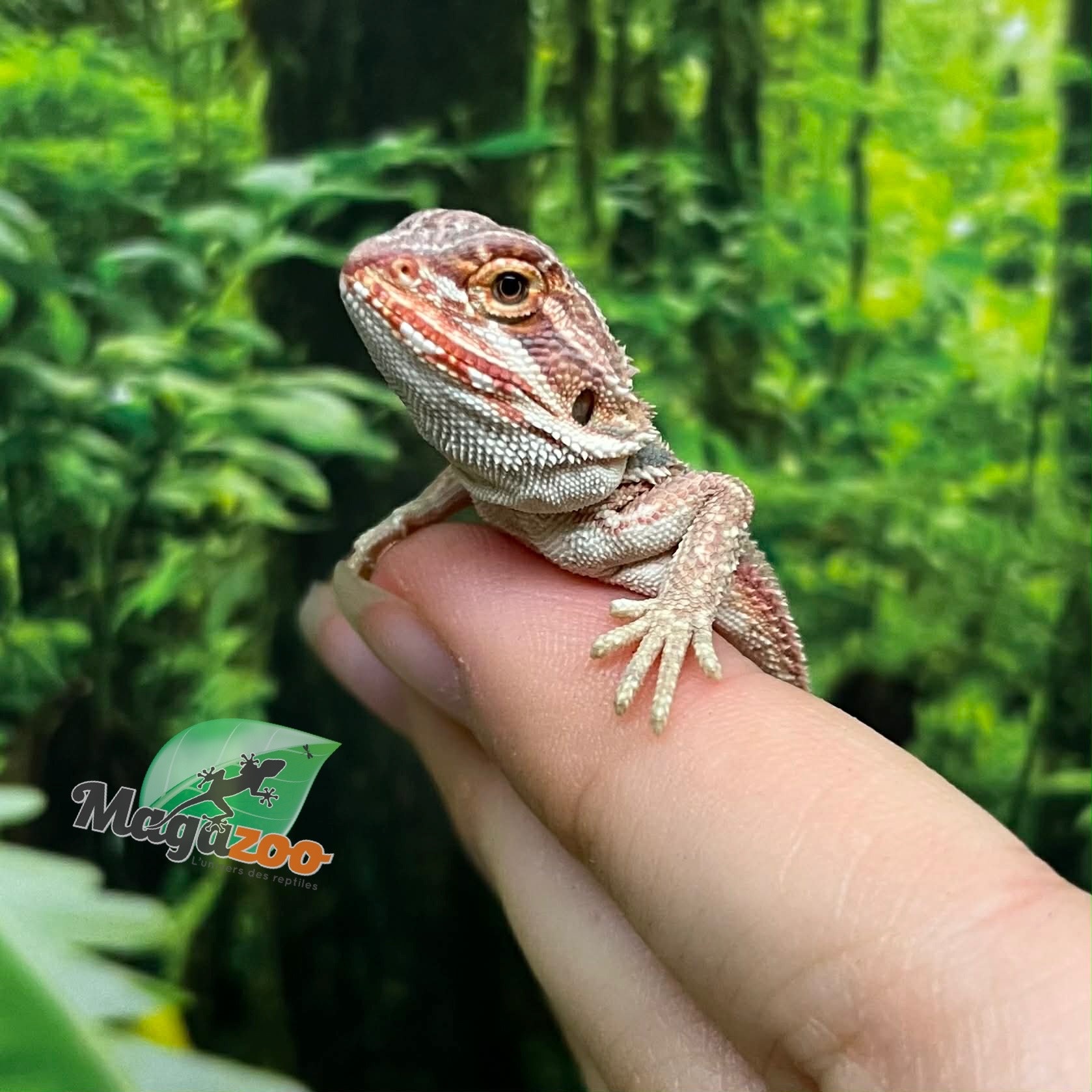 Magazoo Red Bearded dragon #8