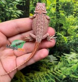 Magazoo Red Bearded dragon #8