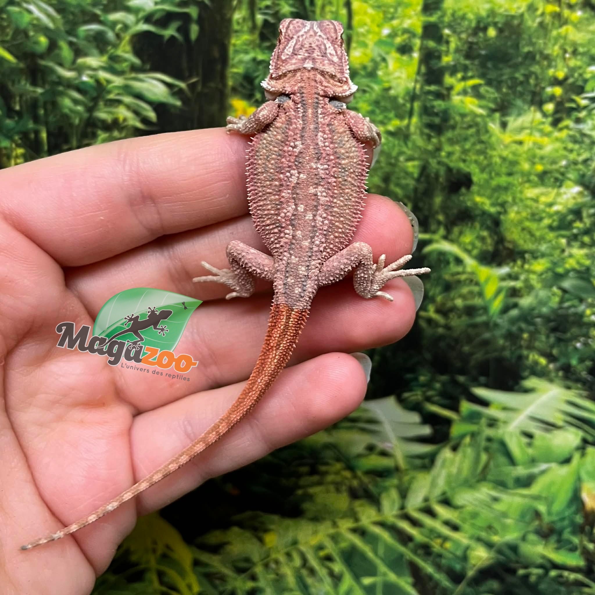 Magazoo Red Bearded dragon #8