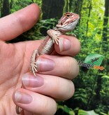 Magazoo Red Bearded dragon #8
