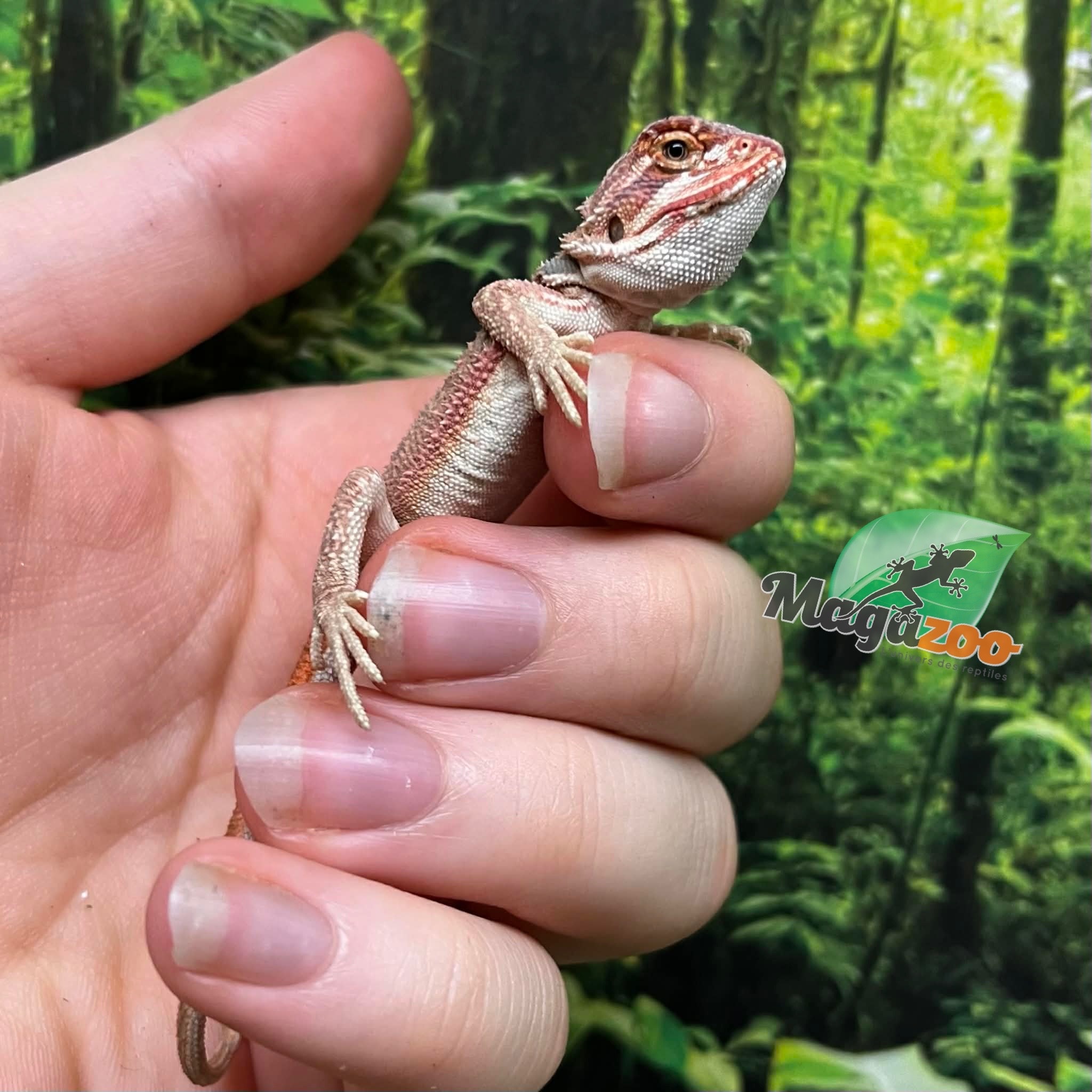 Magazoo Red Bearded dragon #8